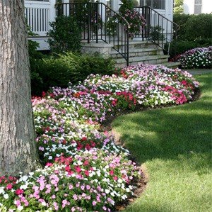 Mother's Day Flowers Impatiens