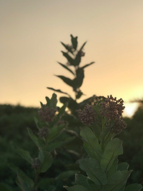 Milkweed on the side of the road ~Fantasy Floral