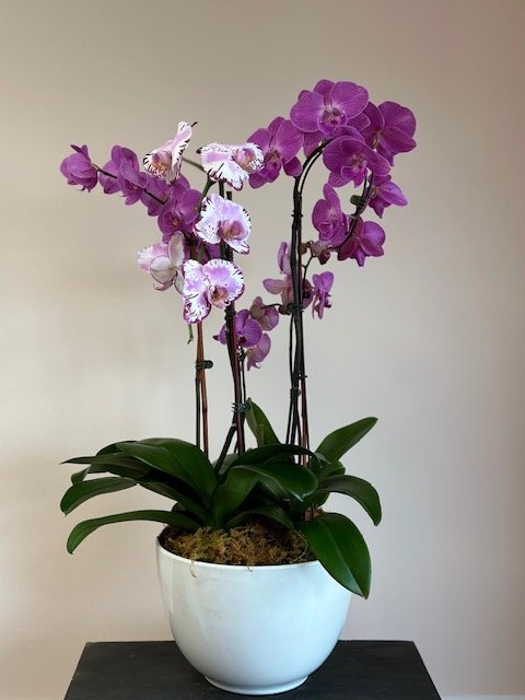 Plants Orchids