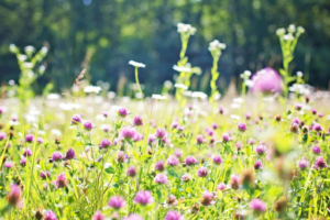 Field of spring wildflowers