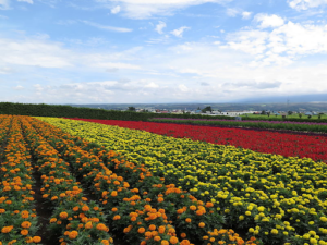 Flower Farm