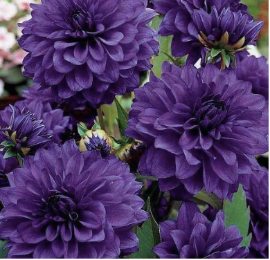 Purple Dahlia