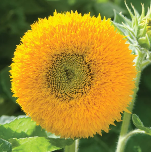 Teddy Bear Sunflower