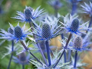 Blue Thistle