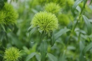 Green Ball Dianthus