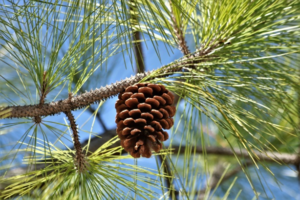 Pine