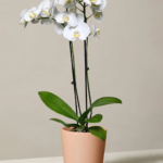 Phalaenopsis Orchid