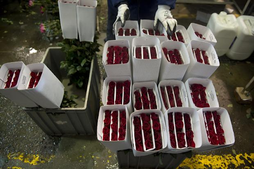 Harvesting Red Roses