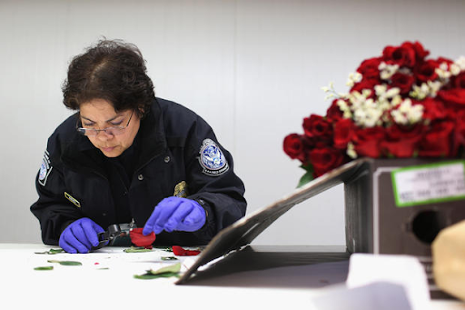 Inspecting red roses