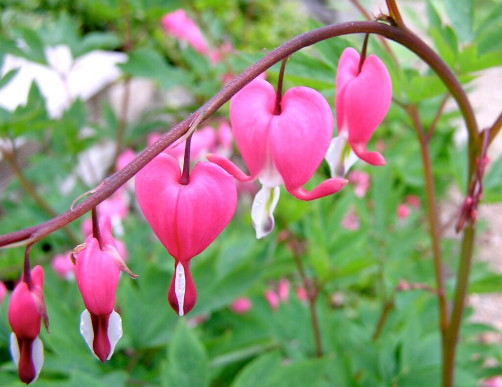 Bleeding Hearts