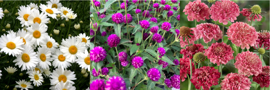 daisies, gomphrena, scabiosa